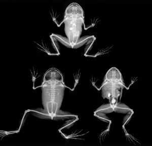 Nyktibatrachus maior, Frosch