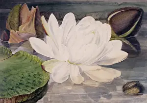 Museum Drucke: Nymphaea spezifische Wasserlilie