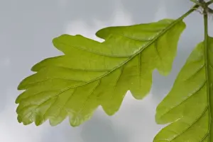 Fagaceae Family Plants Drucke: Oak leaf