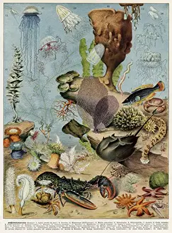 Underwater Sea Life Drucke: Oceanography