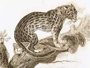 Ocelot