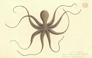 Drucke von Wasserfarben 401 von dem Port Jackson Maler aus der Watling-Sammlung Aquarellbilder Drucke: Octopus