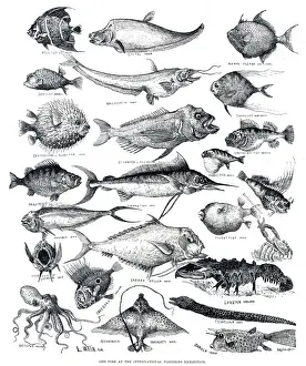 Drucke von Seltsame Fische auf der Internationalen Meeresfischausstellung in Südkensington im Jahr 1883. Datum: 1883 Igelfisch Drucke: Ungeheuer Fisch von Louis Wain