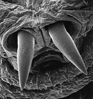 Scanning Electron Microscope Image Drucke: Oestridae, botfly larva