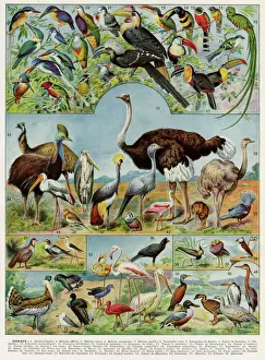 Drucke von Vielfalt der Vögel einschließlich Emus, Pelikane, Kiwis und Schreiadlern sowie Touacanen. Datum: 1930 Flamingos Drucke: Oiseaux - birds