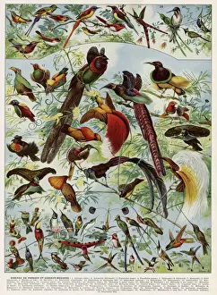 Farbenfrohe Vögel aus aller Welt