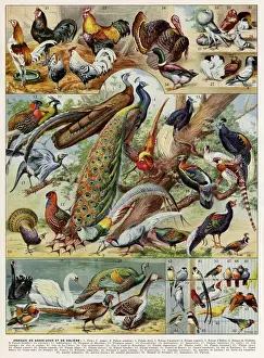 Drucke von Eine Vielfalt von domestizierten oder in Europa heimischen Vögeln einschließlich Pfeifenvögelchen Hühnern Truthahn Enten Schwänen Gänse und Kanarienvogel, Datum: 1930 Verwandte Bilder Drucke: Oiseaux - birds