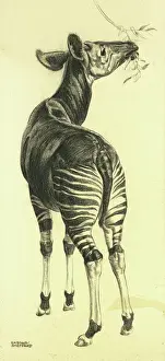Okapi Drucke: Nasenlöwe frisst Blätter