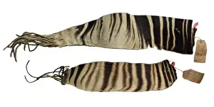 Okapi Drucke: Okapia johnstoni Okapi