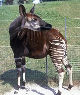 Okapia johnstoni Okapi