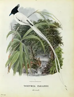 Drucke von Ursprüngliche Wasserschminkezeichnungen und illustrierte Handschriften zu indischen Vögeln bilden einen Teil eines Satzes von Bänden, aus denen das illustrierte Manuskriptwerk 'Indische Tiere', &c Aquarellbilder Drucke: Alter männlicher asiatischer Paradiesfregatta Wasserfarbenmalerei