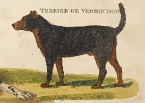 Alter Bullenpinscher