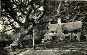 Exmoor Landscape Photography Drucke: Old Walnut Tree & Thatched Cottage, Selworthy, Somerset