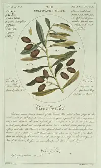 Botanisch Drucke: Eicheartspflanze Olivenbaum