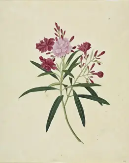 John Reeves Botanical Drawings Drucke: Oleander cv
