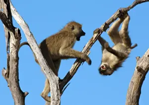 Drucke von Olivenbabauen – Spielen am Baum (Papio anubis). Ngorongoro-Conservationschutzgebiet, Ruaha-Nationalpark. Tansania, Afrika Olivpavian Drucke: Olivenbabauen - Spielen am Baum