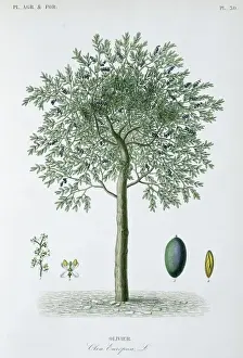 Olivier, Olivenbaum