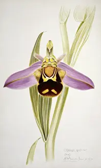 Bienenblume der Ophrys apifera