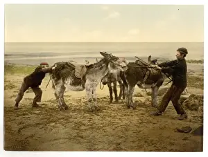 Nineteenth Century Historical Photos Drucke: Opposition, England