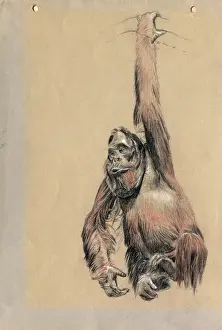 Orangutan Art Drucke: An Orangutan