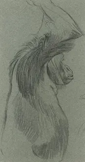 Raymond Sheppard Artwork Drucke: Orangutang