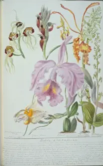 Victorian Orchid Illustration Drucke: Orchideae