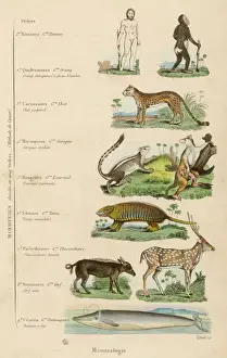 Befehle der Säugetiere
