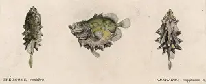 Australia Marine Life Drucke: Oreosoma Coniferum