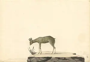 George Forster Art Drucke: Oreotragus oreotragus, klipspringer