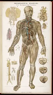 Cardiovascular System Illustration Drucke: Organs of Circulation