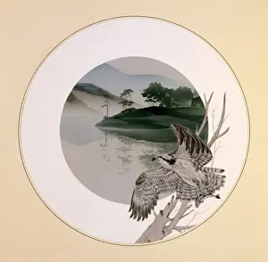 Malcolm Greensmith Art Drucke: Osprey taking flight