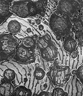 Scanning Electron Microscope Image Drucke: Ostracod