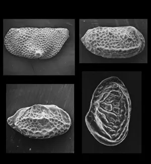 Marine Invertebrates Drucke: Ostracods