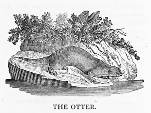 Otter Species Drucke: Otter (Bewick)