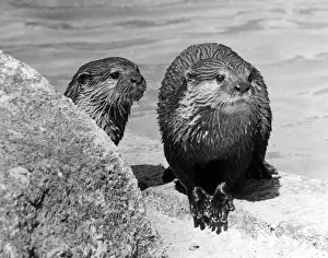 Historical Wildlife Images Drucke: Two otter cubs