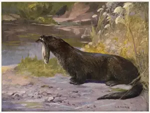 River Wildlife Photos Drucke: Otters / Cuthbert Swan