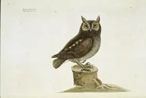 Mark Catesby Prints Drucke: Otus asio, eastern screech owl