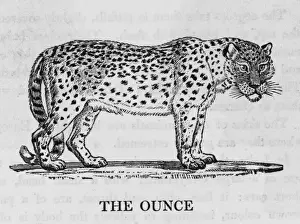 Snow Leopard Print Drucke: Ounce (Bewick)