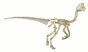Cretaceous Period Animals Drucke: Oviraptor skeleton