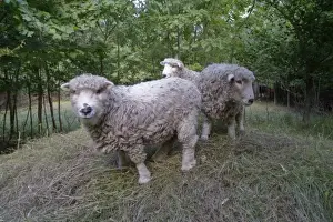 Schaf (Weidebock)