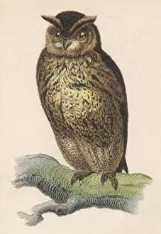 Vintage Nature Prints For Sale Drucke: OWL
