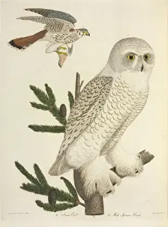 Eulen und Sperhwäker