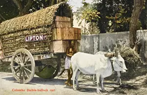 Wagen mit Ochsenzug der Lipton Tee Gesellschaft