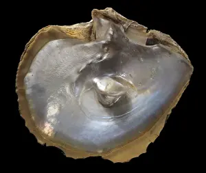 Muschelhäutchen mit Perle