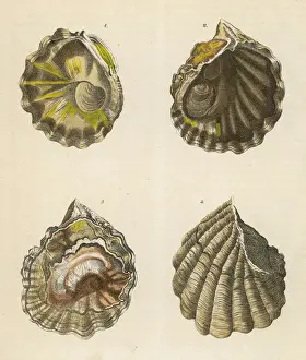 Drucke von Vier Muschelnägel aus verschiedenen Perspektiven Mollusken Drucke: Vier Muschelnägel