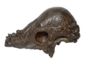 Cretaceous Period Fossils Drucke: Pachycephalosaurus skull