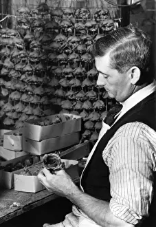 Packing Poppies