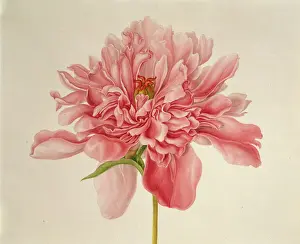 Pfefferminze, Pferdekräuter oder Peonie (Peponia officinalis) ist eine Pflanzenart aus der Familie der Kreuzblütler (Brassicaceae). Sie wird in vielen Teilen der Welt angebaut und hat viele verschiedene Arten