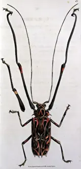 Gemälter Macropus