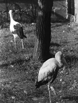 Rare Bird Species Photos Drucke: Painted & White Storks